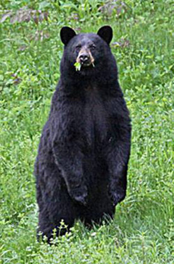 Gilmanton black_bear_Duane_Cross_photo.jpg